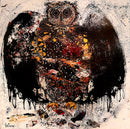 Hibou, espèce inconnue, au-dessus de sa subsistance