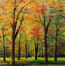 Lumière d’octobre