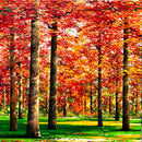 Un après-midi tranquille